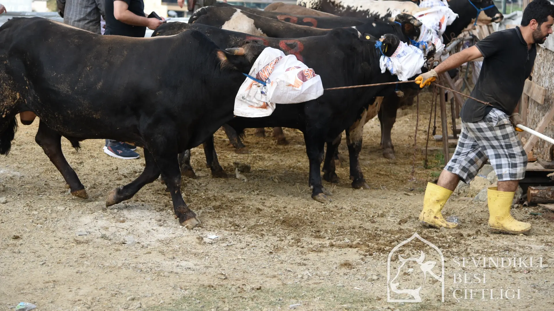 Büyükbaş kurbanlık hayvanlarımız