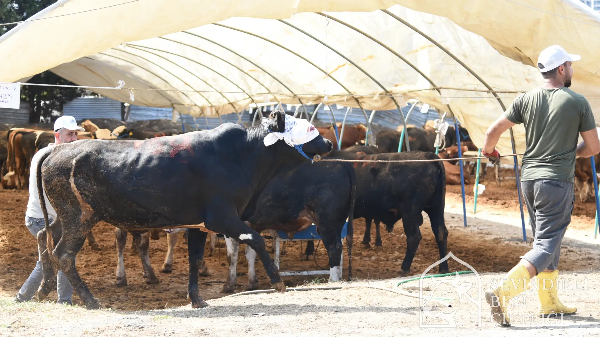 Kurbanlıkta uzman ekip